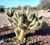 2 Live LANDSCAPE QUALITY Teddybear Cholla Cuttings, Cylindropuntia Bigelovii Green Plant