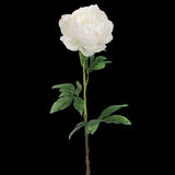 Gorgeous single white peony stem Peony