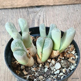 D5560 LITHOPS AUCAMPIAE pot10-H6,5-W10 cm MaMa Cactus Green Plant