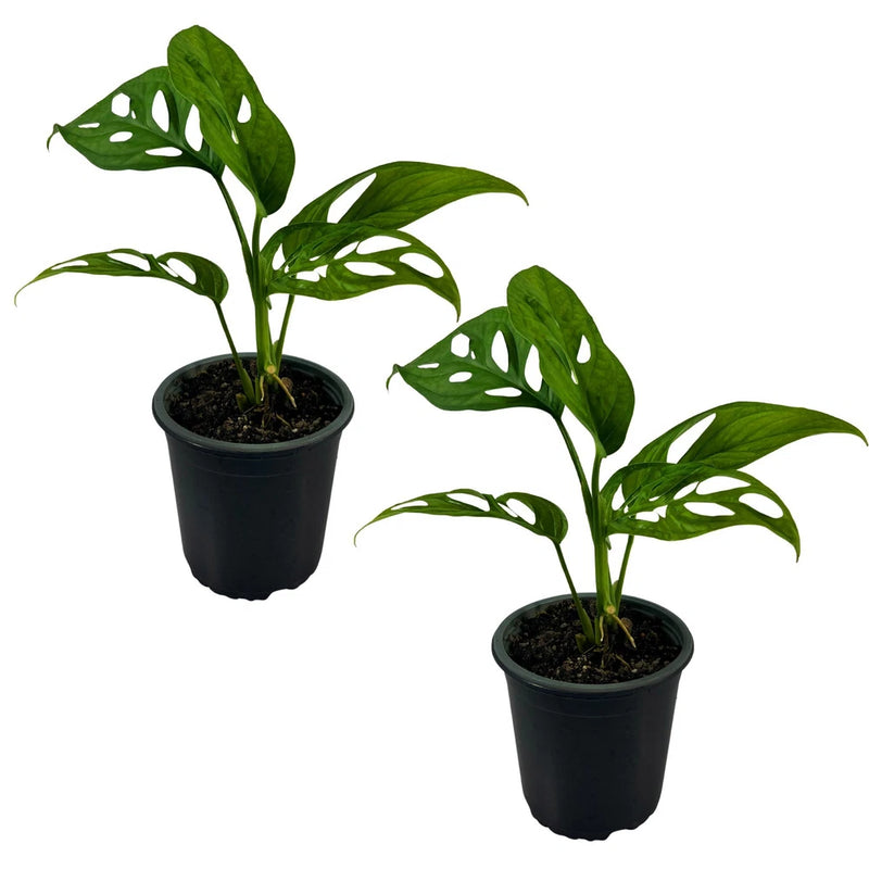 Swiss Cheese Monstera Plant (Pack of 2) | Live Indoor Green House Plant Green Plant