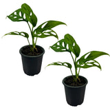 Swiss Cheese Monstera Plant (Pack of 2) | Live Indoor Green House Plant Green Plant