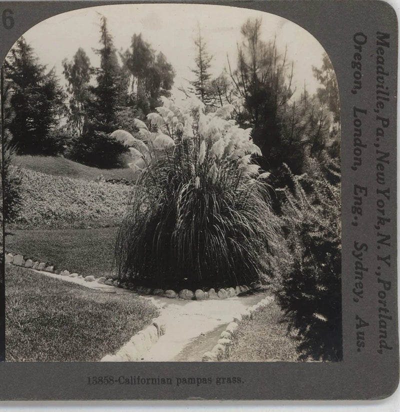 California Pampas Grass CA Keystone Stereoview c1920 Pampas Grass