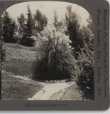 California Pampas Grass CA Keystone Stereoview c1920 Pampas Grass
