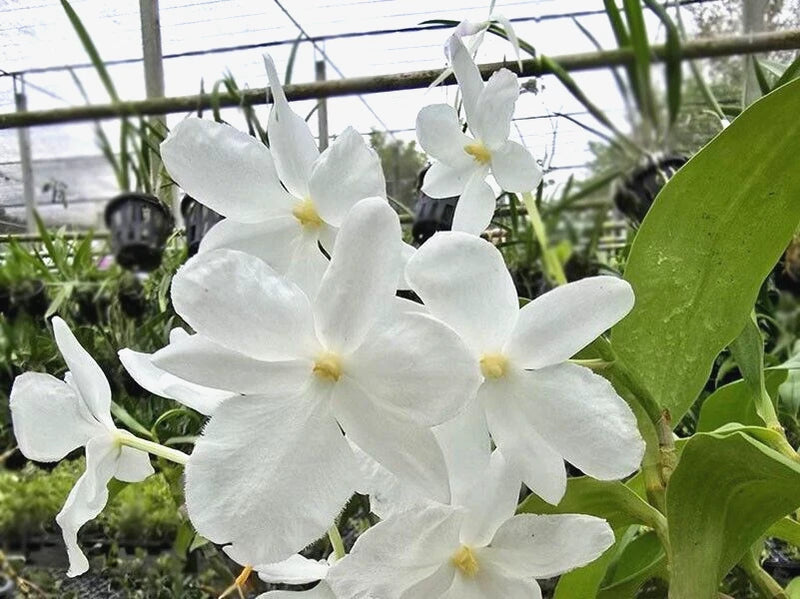 White orchid flowers with five petals and yellow centers, on green leafy plant