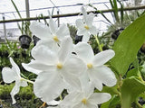 Dendrobium ( formosum fma. petaloid X farmeri fma. petaloid)      XL PLANT Orchids