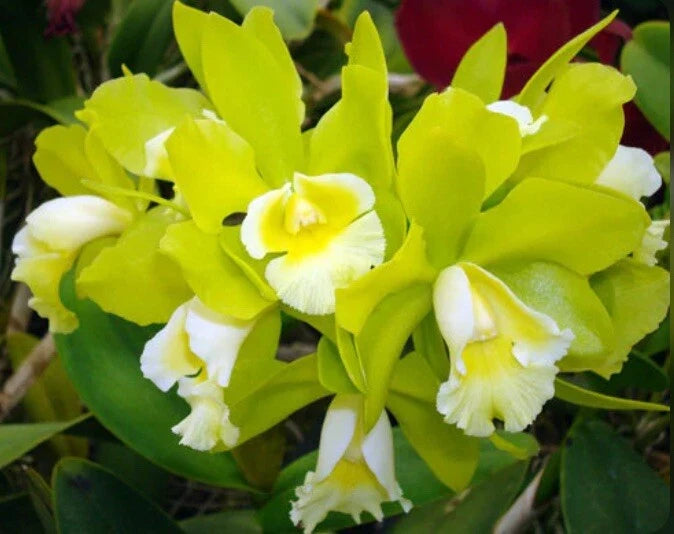 Yellow and white orchid cluster with green leaves
