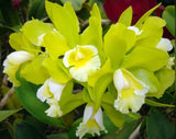 Rlc Hawaiian Passion ÔCarmelaÕ Green White Fragrant Mericlone Orchid 2ÓPot Orchids