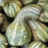 Green Striped Cushaw Seeds - 40+ Count - For 2026 Planting USA Garden Vegetable Garden Plants