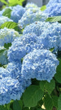 Digital Image Photo Wallpaper Background Desktop Hydrangea Flowers! 0.99 Cent! Hydrangea