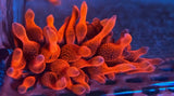 Black Widow ___Rainbow __ Bubble Tip Anemone, BTA, WYSIWYG - clown hosting coral Anemone