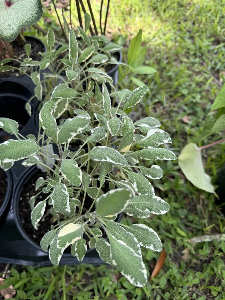 Potted plant with fuzzy silver-green leaves in a round black grow pot
