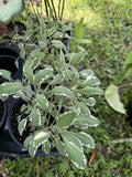 Sage 'Tricolor' Plant Orchids