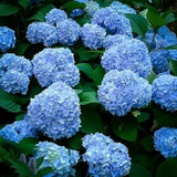 10 fresh cuttings of deep blue hydrangea Hydrangea
