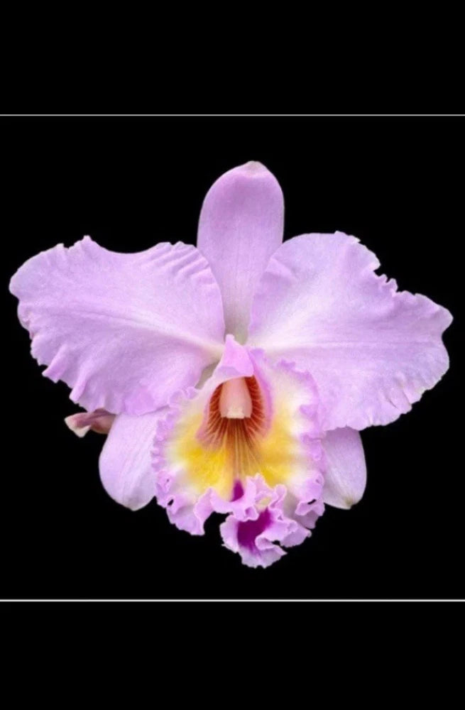 Lavender orchid bloom with ruffled petals and yellow-orange center