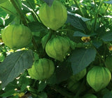 TOMATILLO SEEDS 100+ TOMATILLO VERDE GARDEN vegetables SALSA spice FREE SHIPPING Garden Plants