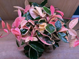hoya Crimson Queen plant Orchids
