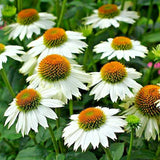30 POWWOW WHITE CONEFLOWER SEEDS - -Echinacea 'Powwow' Garden Plants