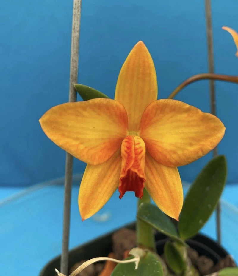 Orange orchid bloom with five petals and red center, in small dark pot