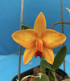 Cattleya Pole Star (Mirtha X Sebastian) Orange BS Orchid Eros 4.5Ó Pot SHEATH Orchids