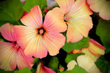 200 ROSE MALLOW MIX (Bush Mallow) Hibiscus Lavatera Trimestris Flower Seeds Flowering Plants