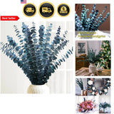 Blue Green Eucalyptus Stems 16-17 Inches Pack of 16 Natural Preserved Flowers Dried Flower
