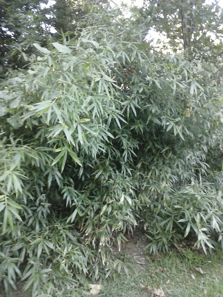 10 Bamboo/cane "Arundinaria Gigantea giant river cane(our native plant)on Sale Green Plant
