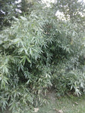 10 Bamboo/cane "Arundinaria Gigantea giant river cane(our native plant)on Sale Green Plant