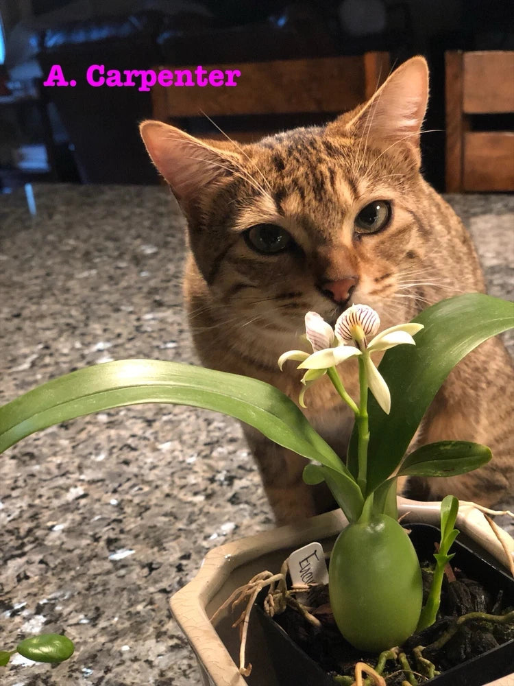 Potted orchid plant with green leaves and small white-pink flowers