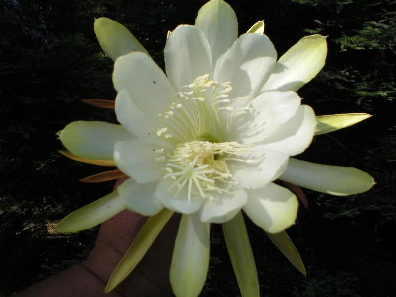 White orchid cactus flower with pale yellow petals and prominent stamens