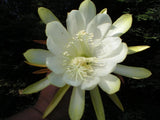 Epiphyllum, Orchid Cactus, " TETSUO MORISAKO ", Don's Quart pots MAR/3 Orchids