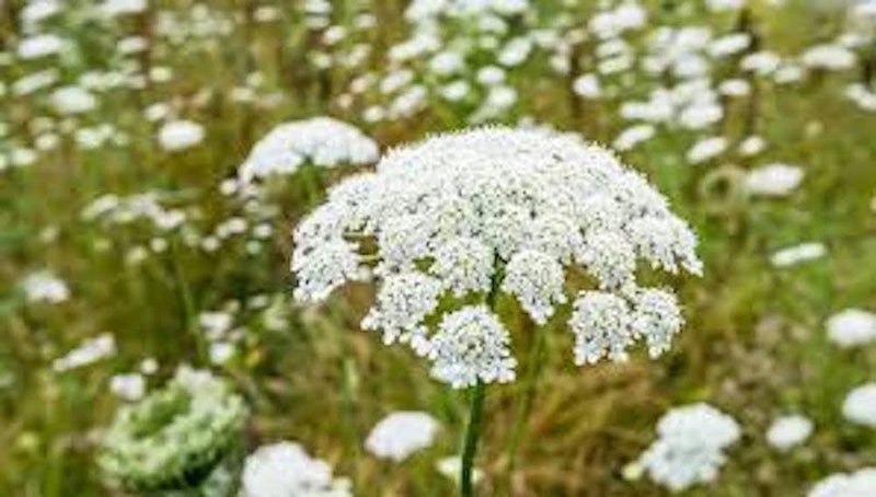 3 Queen AnneÕs Lace Bare Root Daucus Carota  Perennial Wildflower Garden Plants