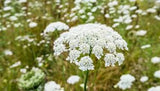 3 Queen AnneÕs Lace Bare Root Daucus Carota  Perennial Wildflower Garden Plants