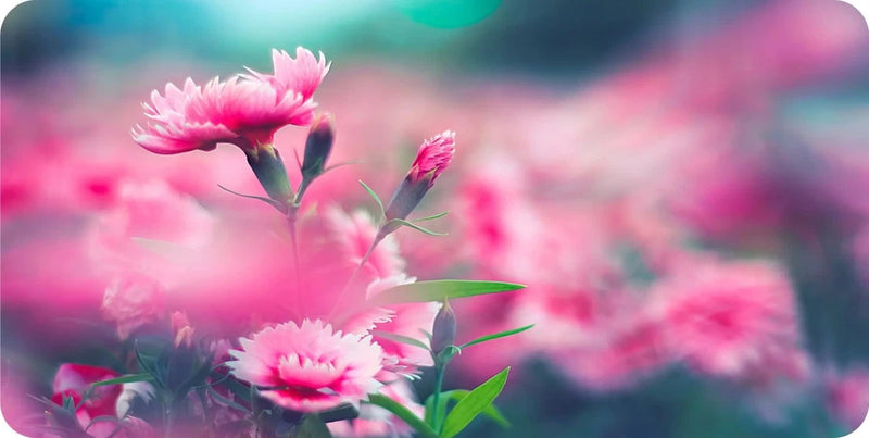 License plate featuring pink carnation flowers photo