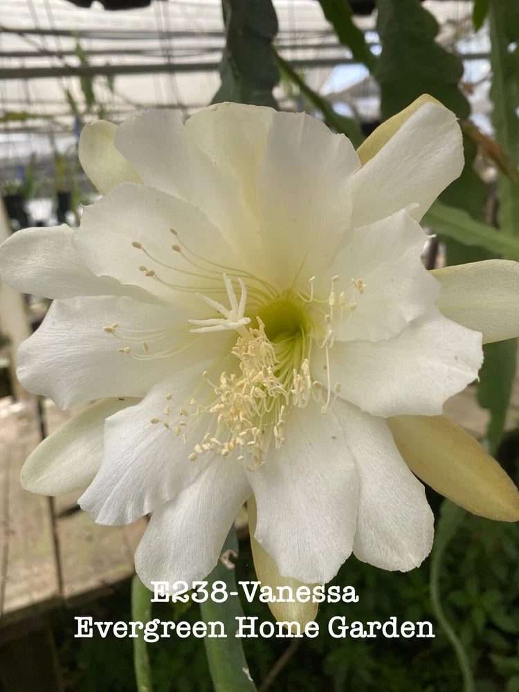 White epiphyllum orchid cactus flower with pale yellow center