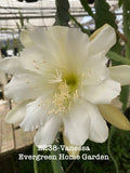 Rooted Epiphyllum Orchid Cactus ÒVanessaÓGrowing In 4Ó Starter pot. Orchids