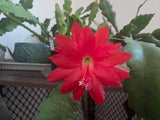 Epiphyllum Orchid Cactus Red, rooted small plant Orchids