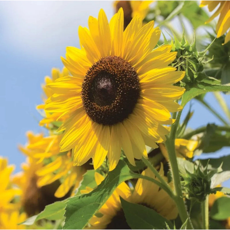 50pcs Multi-Headed Sunflower Seeds for Planting- Rare and Stunning Garden Bloom Garden Plants