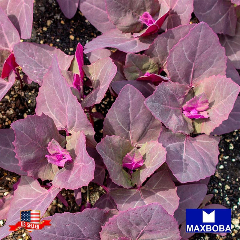 **Fresh!!Orach Seeds - Purple Non-GMO Heirloom Vegetable Garden Garden Plants