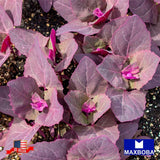 **Fresh!!Orach Seeds - Purple Non-GMO Heirloom Vegetable Garden Garden Plants