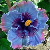 30pcs Blue Hibiscus Seeds - Rare Non-GMO Heirloom Variety for Your Garden. Garden Plants