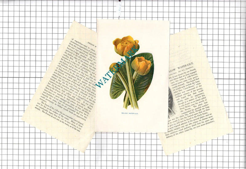 Yellow Water Lily    Botannical Wild Flower Plant  - c.1900 Small Print Lily