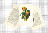 Yellow Water Lily    Botannical Wild Flower Plant  - c.1900 Small Print Lily