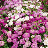 50 Candytuft Seeds Dwarf Fairy Mix, Umbellata, Cottage Garden, Fresh 2026 ____ Garden Plants