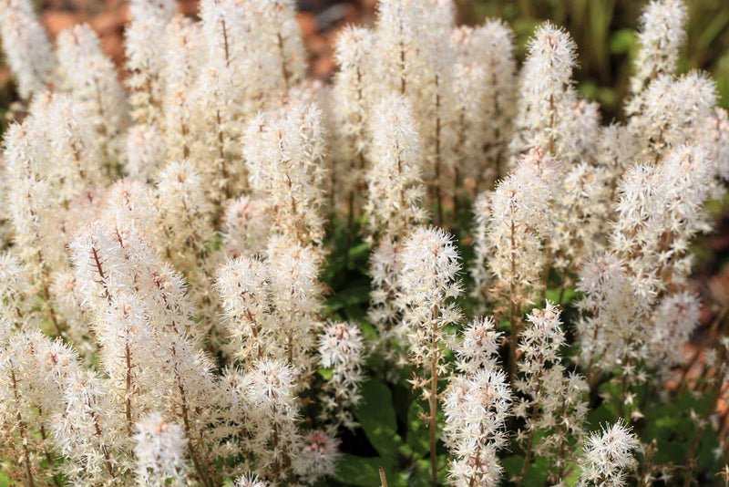 20 SUGAR SCOOP FOAMFLOWER White Tiarella Trifoliata Laceflower Flower Seeds Flowering Plants