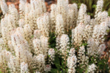 20 SUGAR SCOOP FOAMFLOWER White Tiarella Trifoliata Laceflower Flower Seeds Flowering Plants