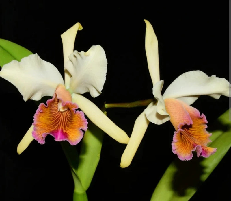 Live blooming orchid plant with white petals, orange-yellow centers, and pink edges