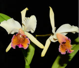 Cattleya Marilyn Lew Live Blooming size Orchid Plant  Yellow pink orange Orchids