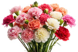 100 Mixed CARNATION / DOUBLE DIANTHUS Chinensis Flower Seeds *Comb S/H Carnation