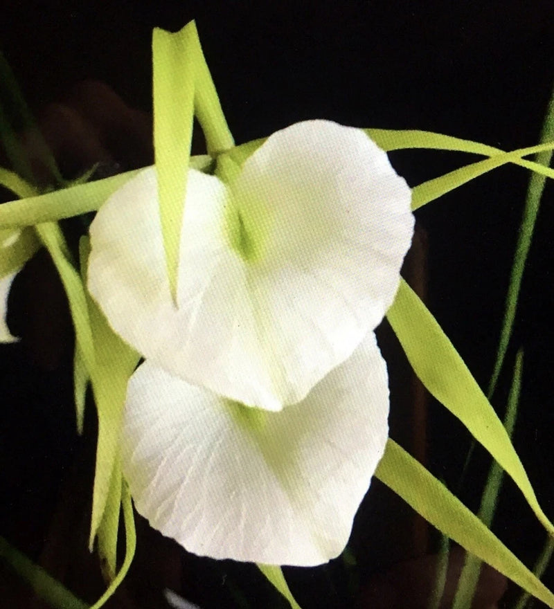 Orchid live Brassavola nodosa- Blooming size Orchids