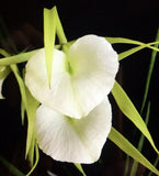 Orchid live Brassavola nodosa- Blooming size Orchids
